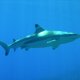 60- Requin pointe noire dans le grand bleu 